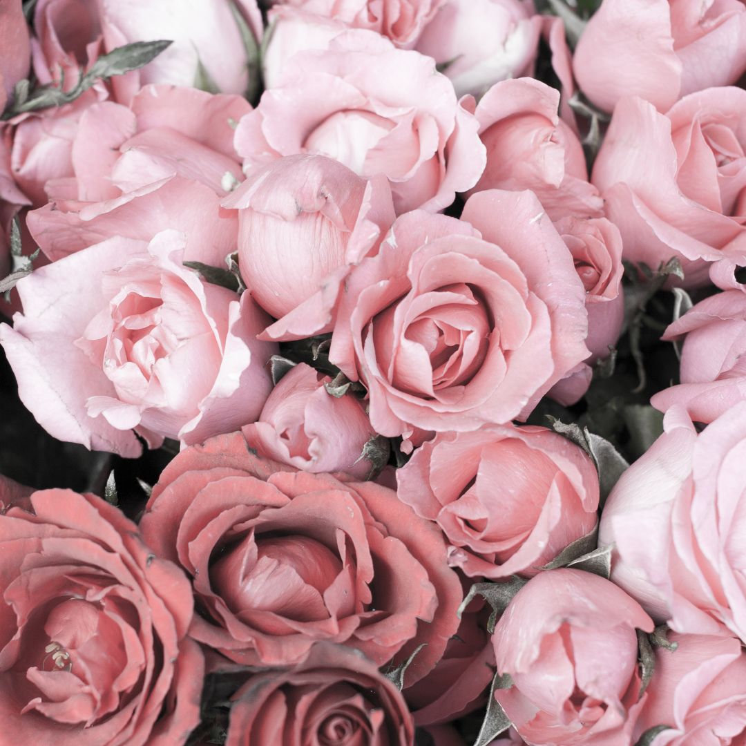 a bundle of pink roses