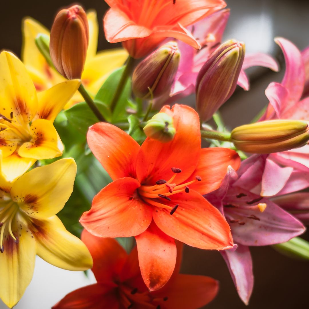 Pink, orange, and yellow lilies