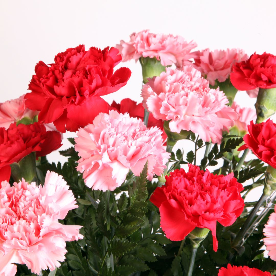 Pink and red carnations