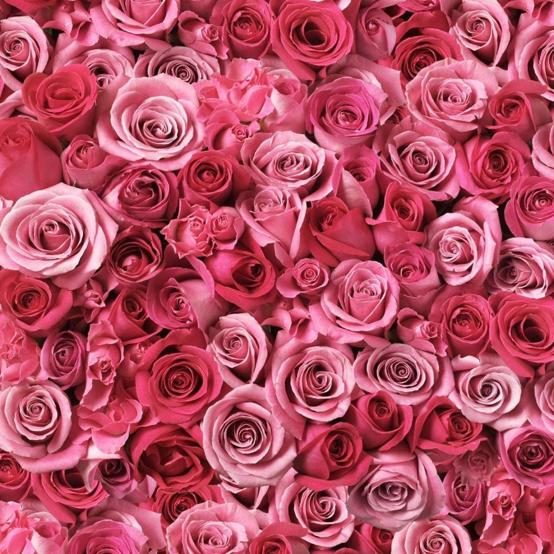 pink roses