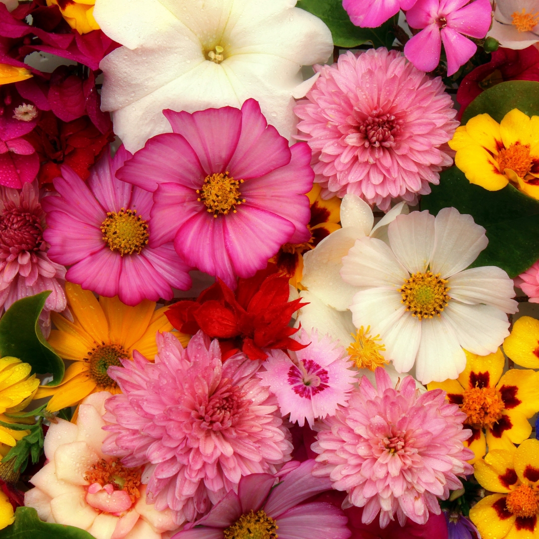 colorful flowers