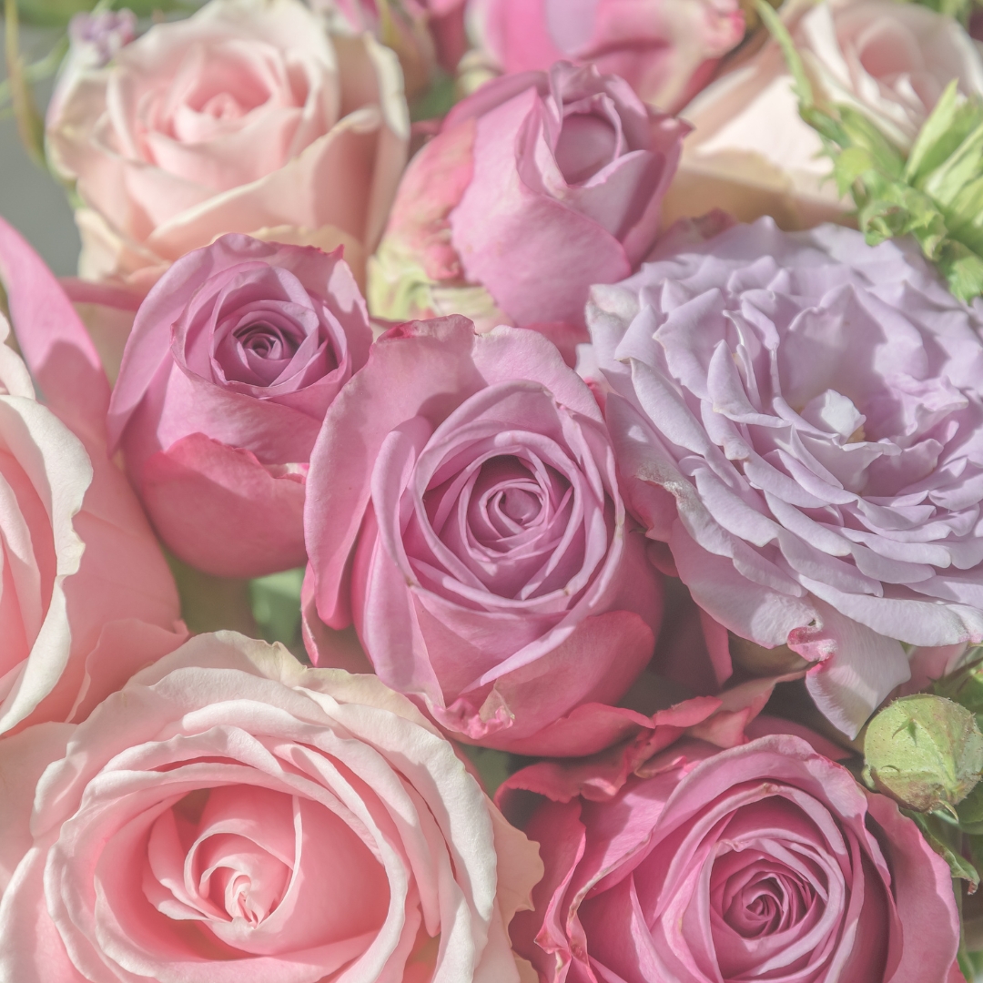 colorful pastel roses