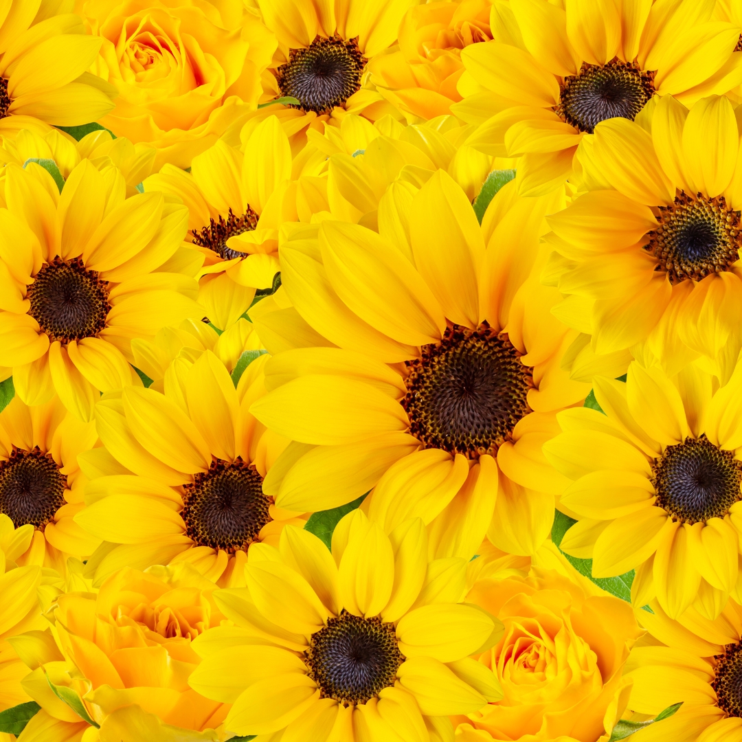 sunflowers