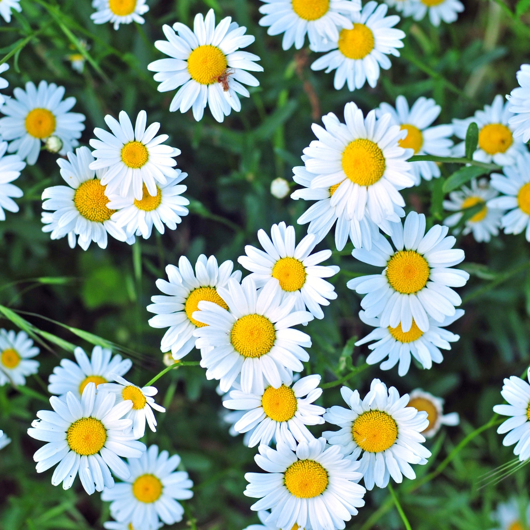 Daisies