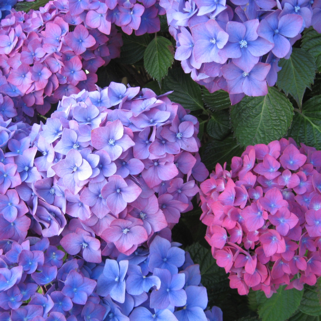 pink and purple Hydrangeas