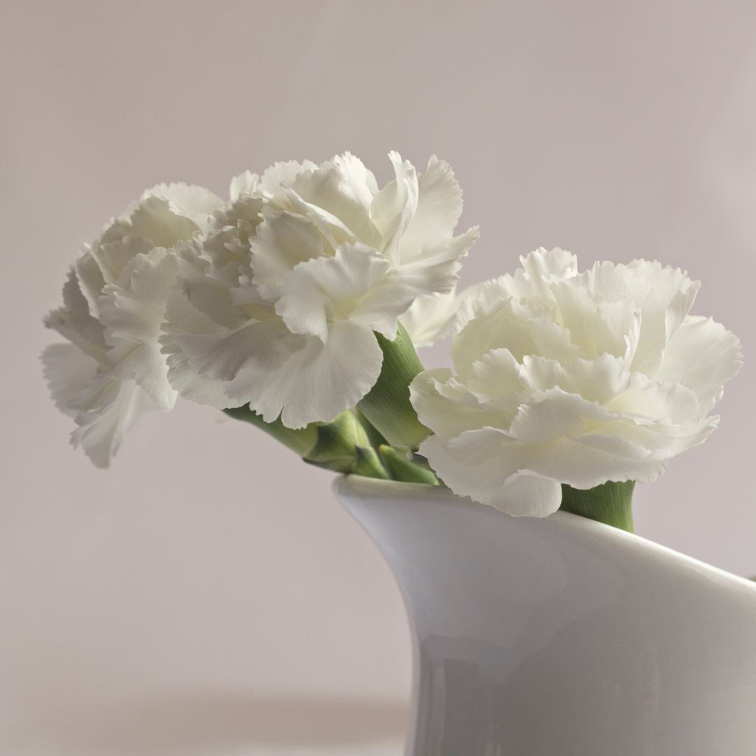 white carnations in a white vase