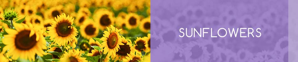 An image showing a field full of bright yellow sunflowers.