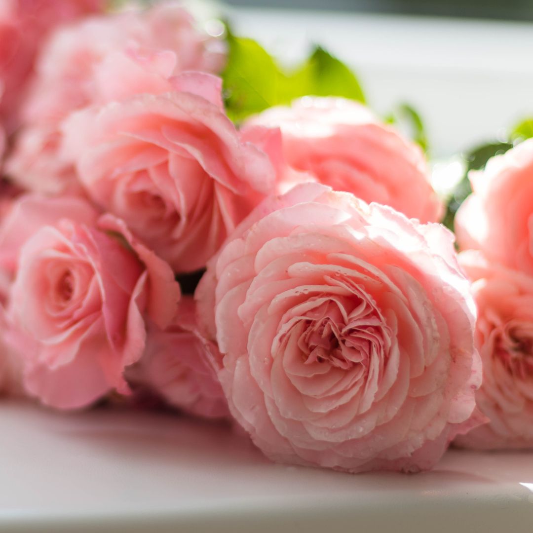 bundle of pink roses